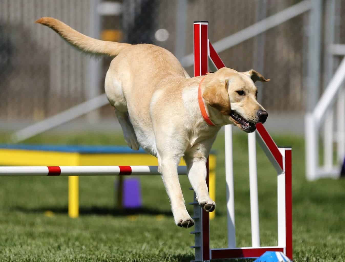 Brain Training 4 Dogs Cool Dog Tricks To Teach Your Dog Dog