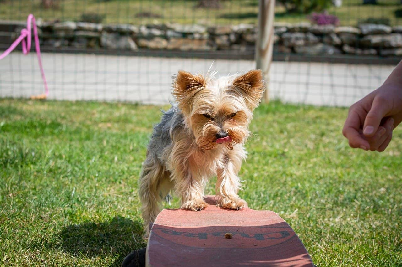brain training 4 dogs