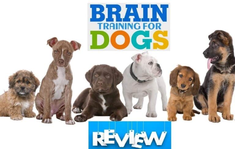 brain training 4 dogs review