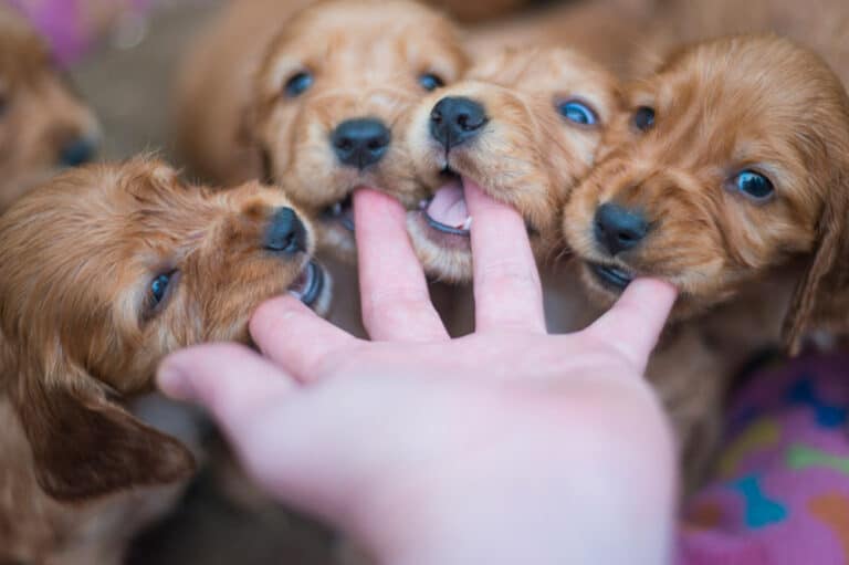 puppy biting